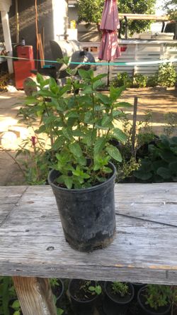 Yerbabuena