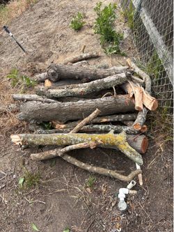 Firewood FREE