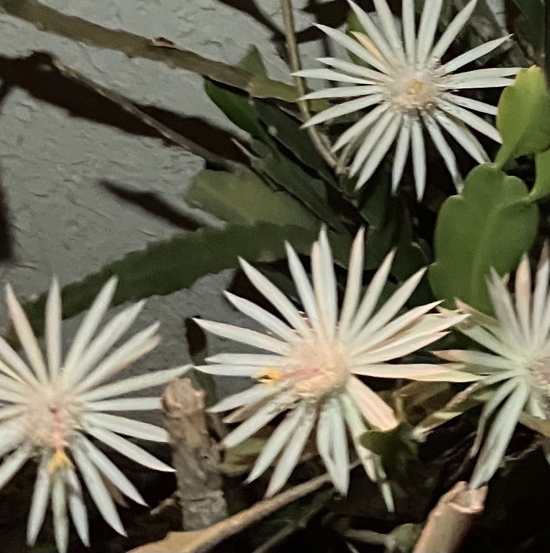Epi epiphylum Night Blooming Succulents Plant