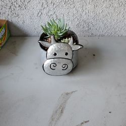 Succulent Planter