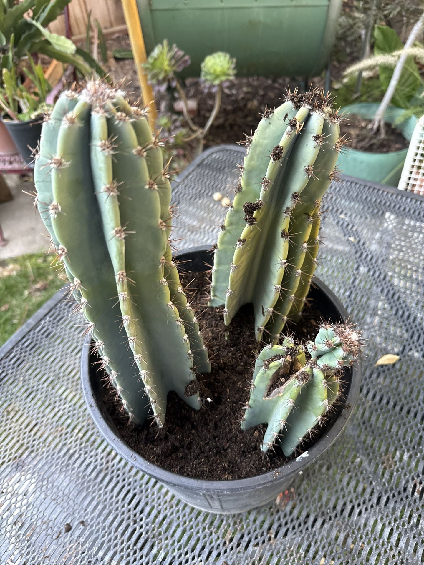 Cacti