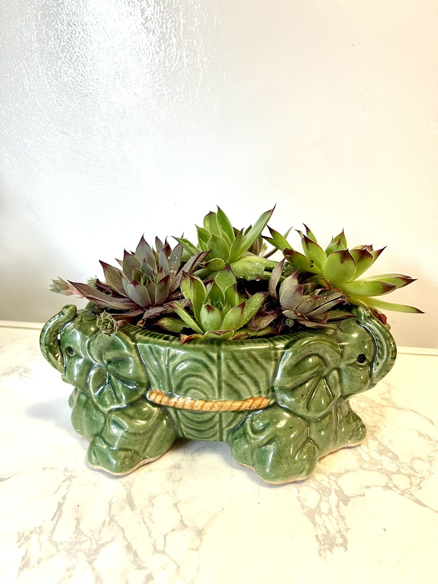 Succulents Plant 🪴 