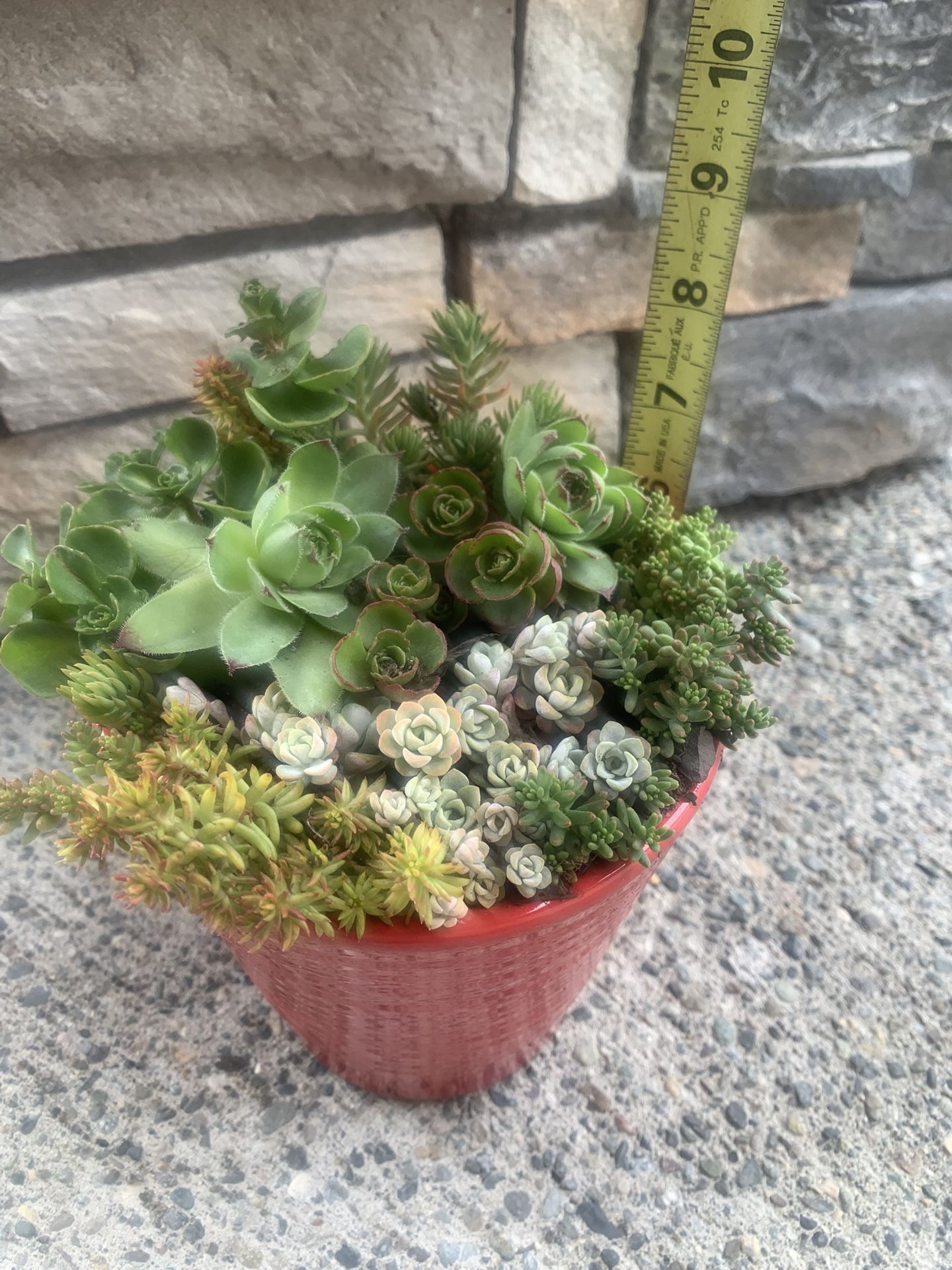 Live outdoor succulent arrangement in red ceramic pot