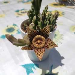 Cactus 