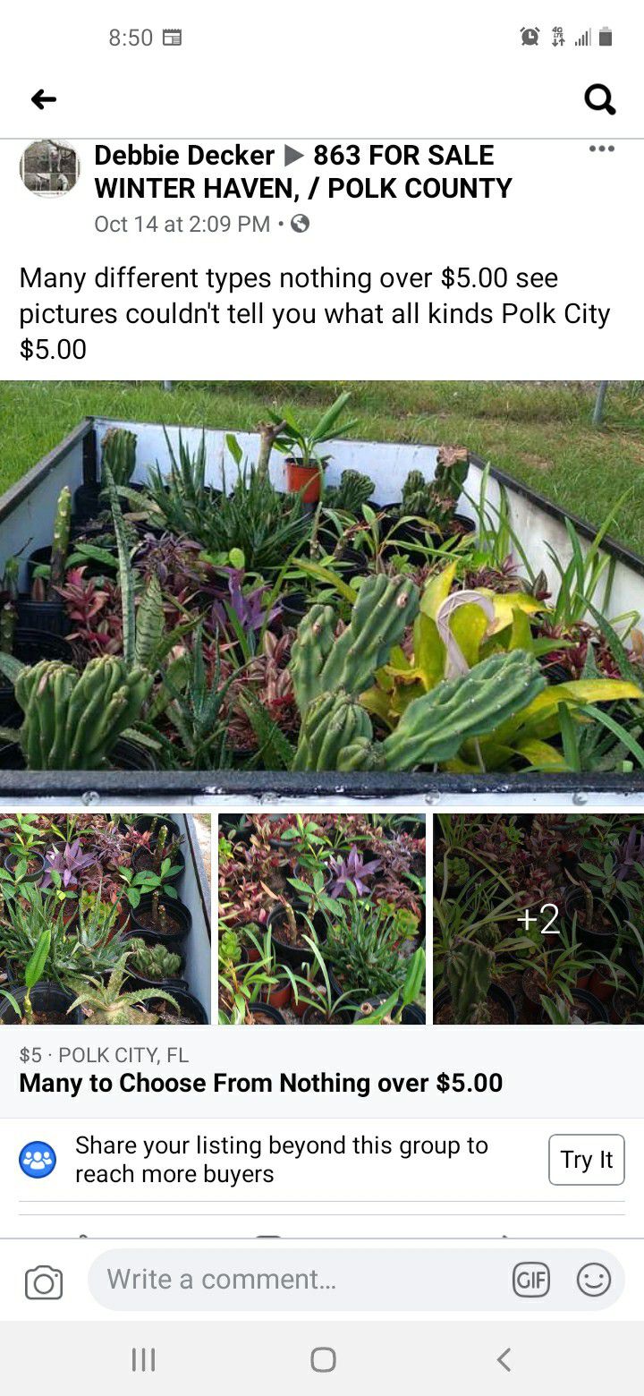 Over 30 potted plant's all for $75.00 come pick up Polk City
