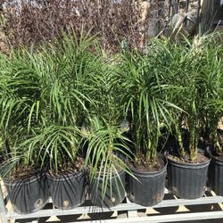 Palms Fruit Trees Rose Tree Shade Tree Shrubs Veggies Plants Flowers Olive Etc