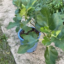 Chicago Hardy Fig Tree 