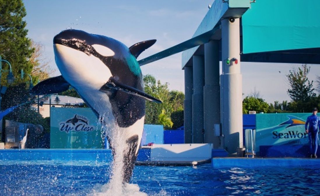 Sea World And Aquatica Tickets $25