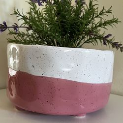 Plant Pot