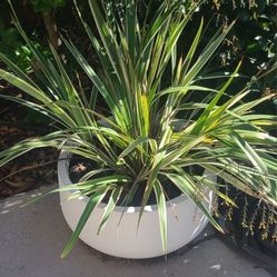 New Zealand Flax In Composite Planter