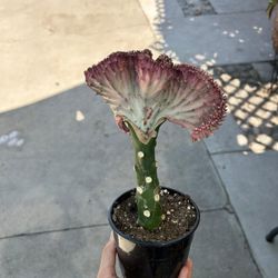5” Mermaid Tail Cactus