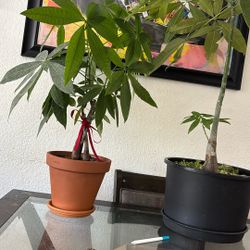 Money Tree Plants Pachira Aquatica 