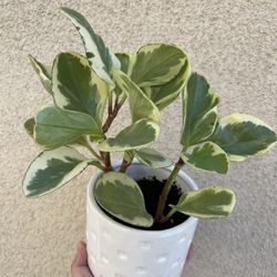 Beautiful Variegated Pepperomia Plant With Pot