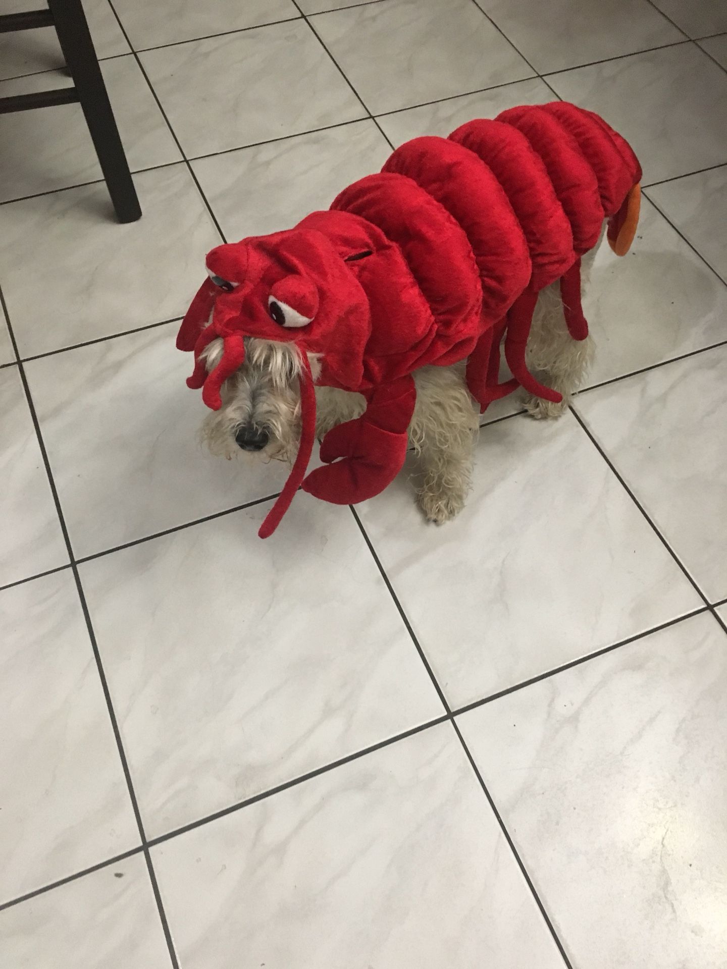 Dog Halloween Costume Lobster