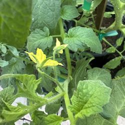 Roma Tomato Plants in Gallon Pots Already Have Flowers $12 Each Price Firm