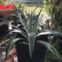 Agave Plant/Agavoideae