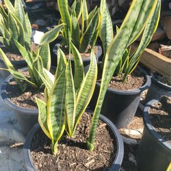 Plants