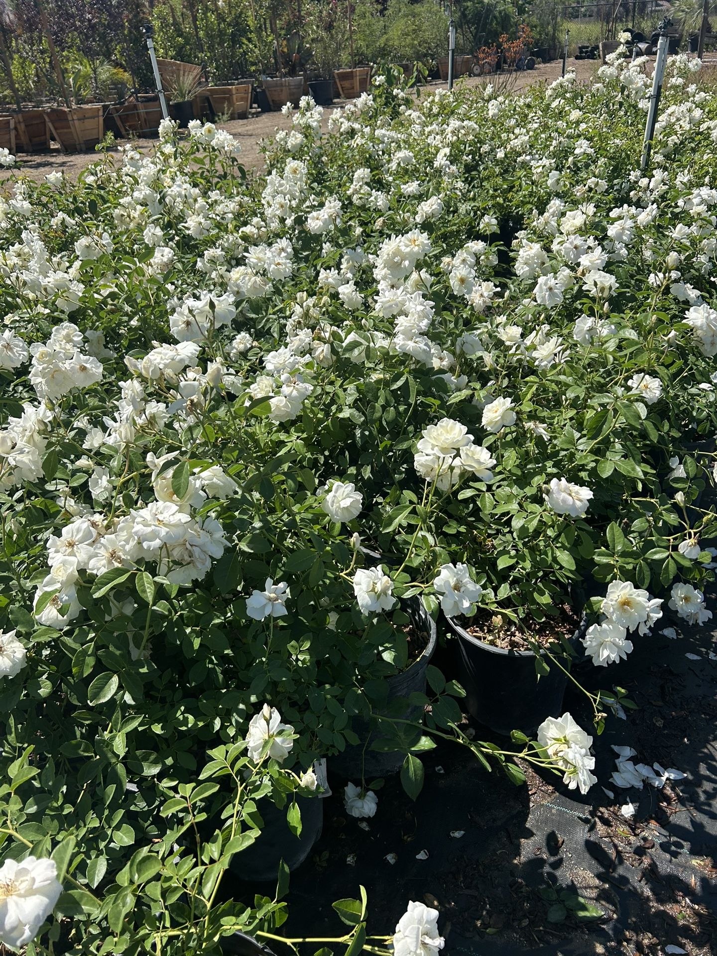 Plant Sale for Sale in West Hollywood, CA - OfferUp