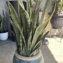 Snake Plant 