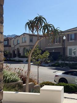 Fire sale tall Aloe Bainseii tree for only $300
