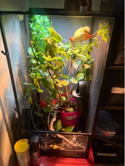 Panther chameleon cage