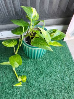 Golden Pothos with planter