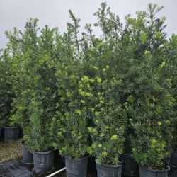 podocarpus over 7 to 8+ feet tall instant  privacy hedge 