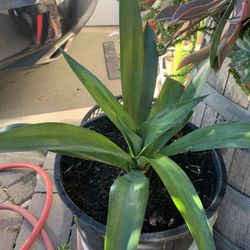 5 Gallon Fox Tail Plant 