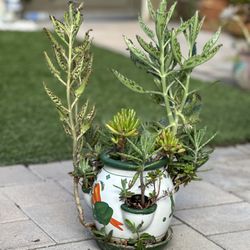 Assorted Succulent Plants 