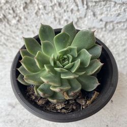 3 Inch Pot Succulent Plant - Echeveria Chihuahuaensis - Cat’s Claw Echeveria - Rooted & Established Plant - Drought Resistant - 🪴 