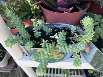 Succulent plant