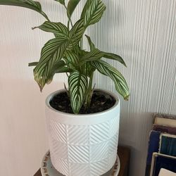 Potted House Plant