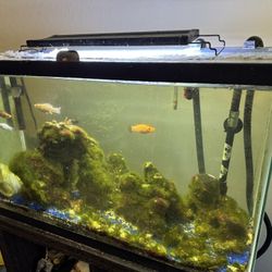 Fish Tank