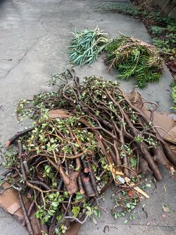 FREE Large Jade Plant Cuttings – Porch / Curb Pickup in San Dimas