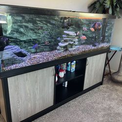 120 Gallon Fish Tank Set Up Fx6 Canister Filter