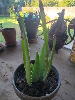 Aloe vera plant, 11 inches in height.