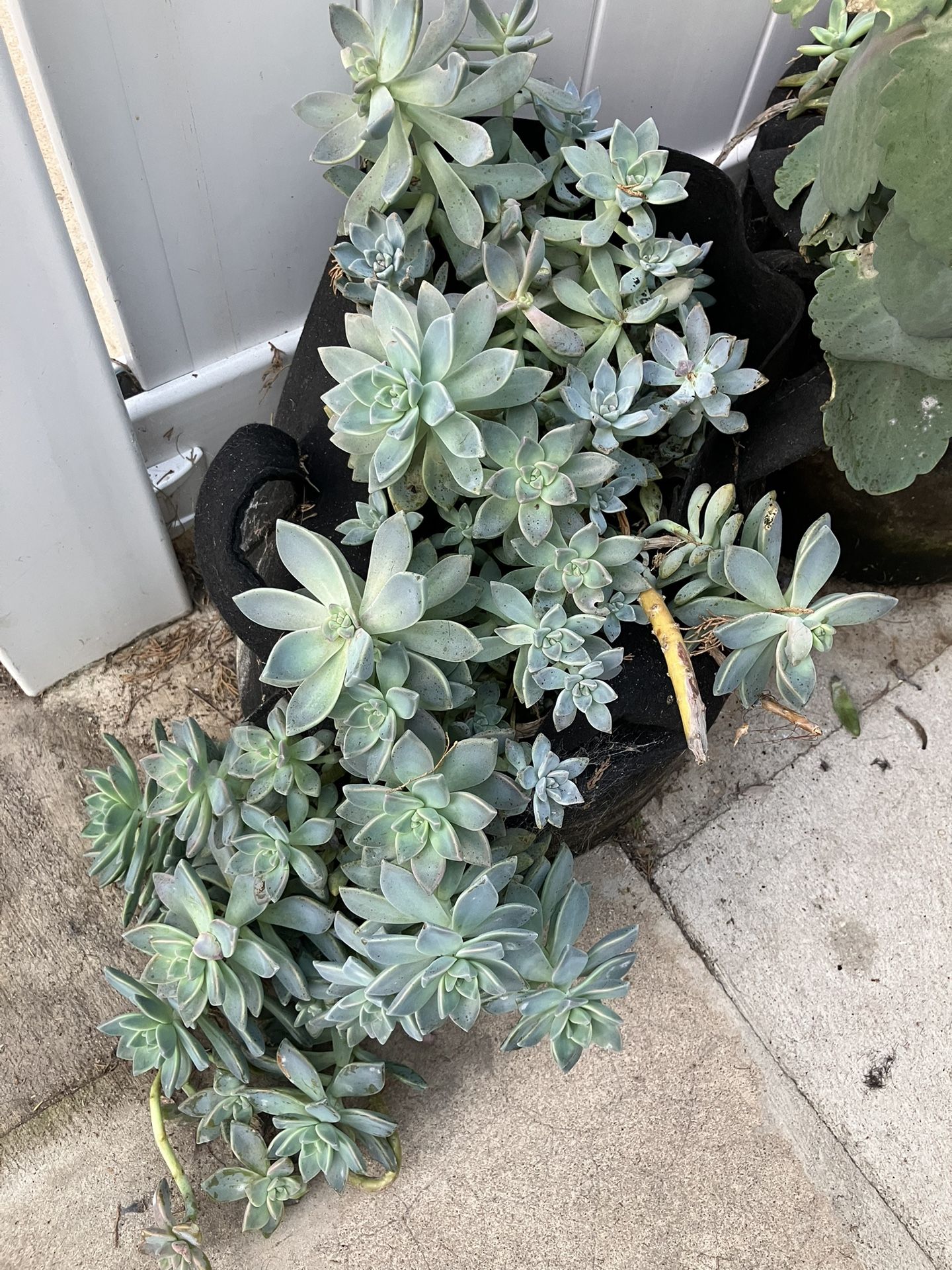 Succulents In Fabric Grow Bag