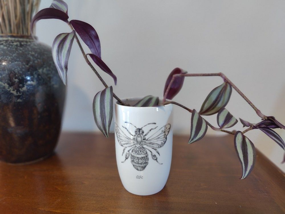 Tradescantia Plant - 2 Strongly Rooted Starters