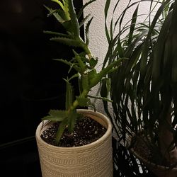 Plant 🌱 Candelabra Aloe