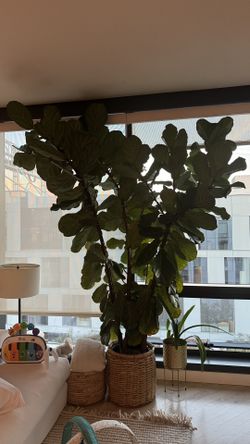 Plant fiddle leaf tree