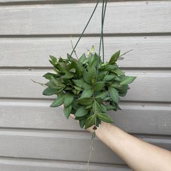 6” hoya burtoniae