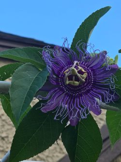 Purple Passion Vine plant. The flower