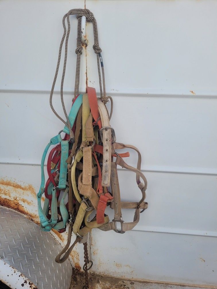 10 Used Halters $45 Takes Them All Northwest Tucson