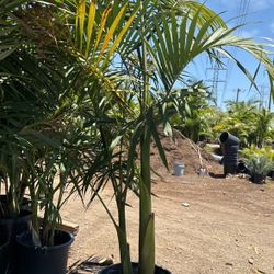 Palm Sale