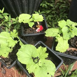 3x Bitter Mellon Seedling Plants Producing Hundreds Of Fruits Free Black Eyed Susan Plant 