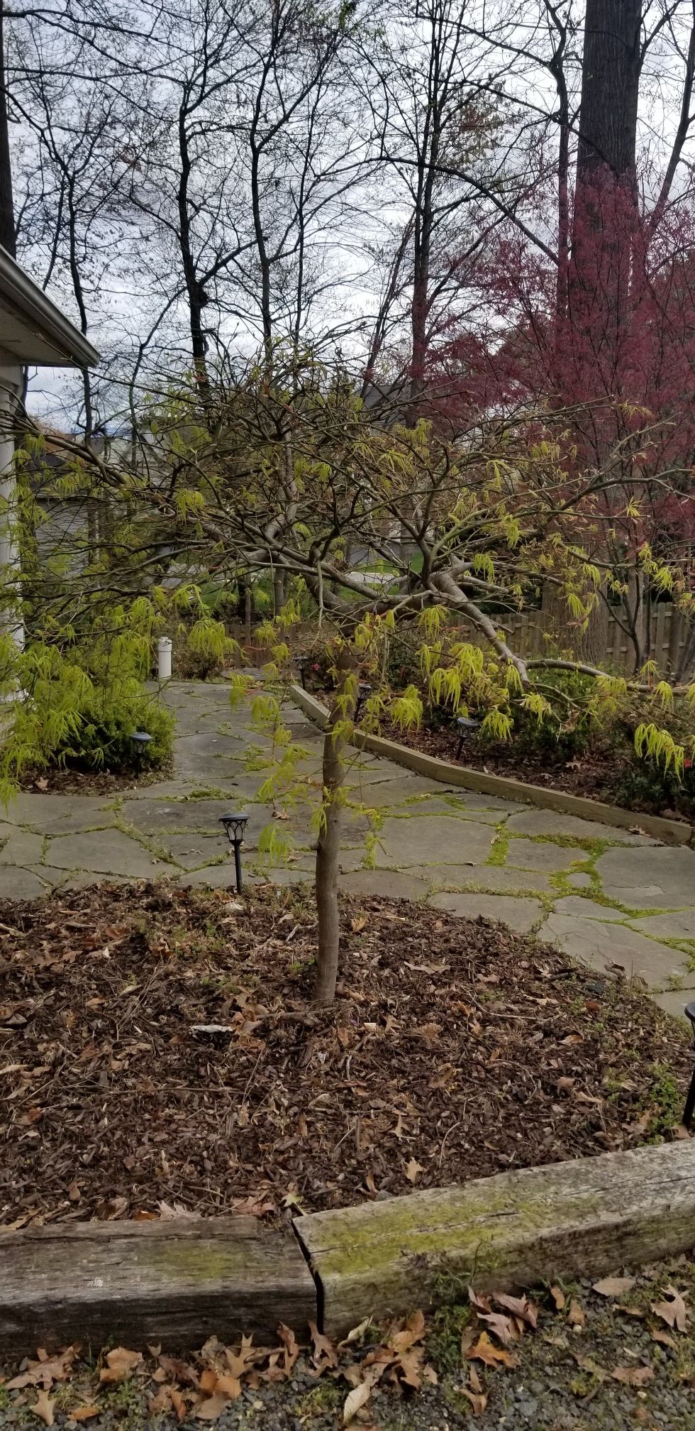 Japanese maple trees