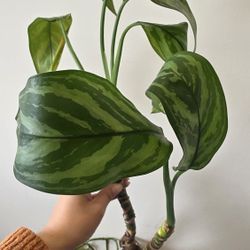 Plants Miscellaneous