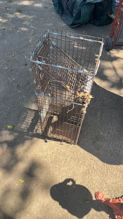 Animal trap