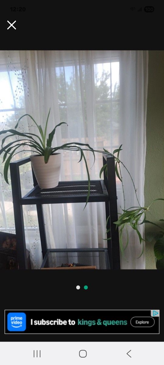 Healthy Spider Plant In 5-in Pot