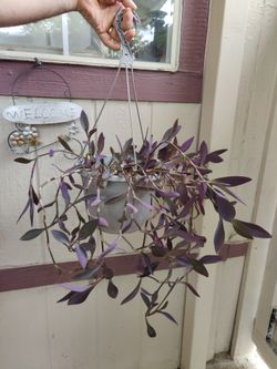 PURPLE HEART EXTERIOR PLANT 💜 $10 / CORAZON MORADO / NELLIS BLVD AND CHEYENNE AVE
